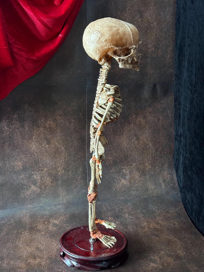 Cyclops Fetal Skeleton | Gothic Curiosity Specimen | Dark Oddities Decor