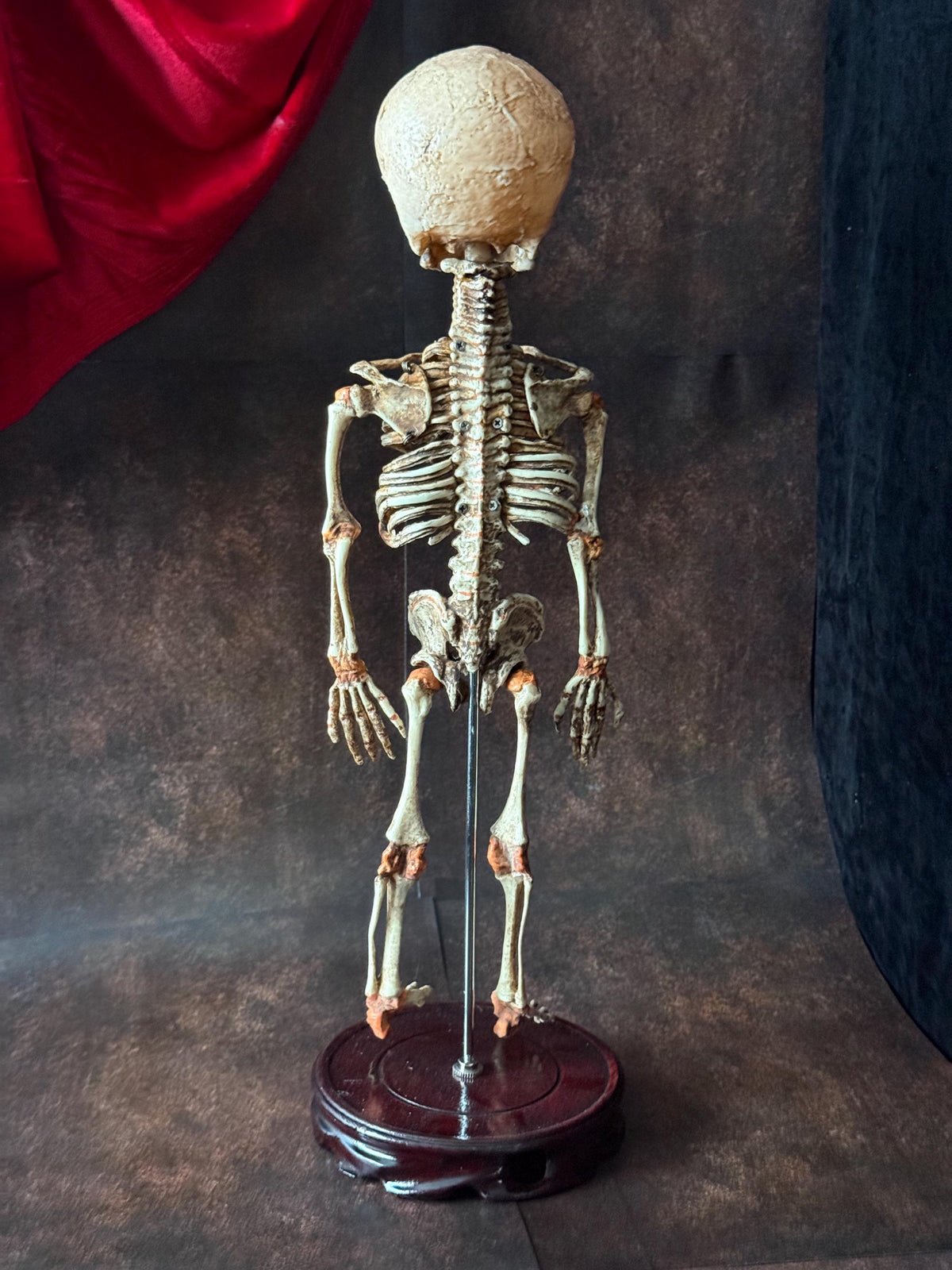 Cyclops Fetal Skeleton | Gothic Curiosity Specimen | Dark Oddities Decor