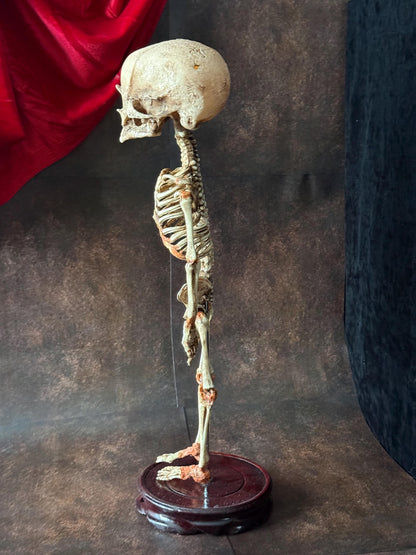 Cyclops Fetal Skeleton | Gothic Curiosity Specimen | Dark Oddities Decor