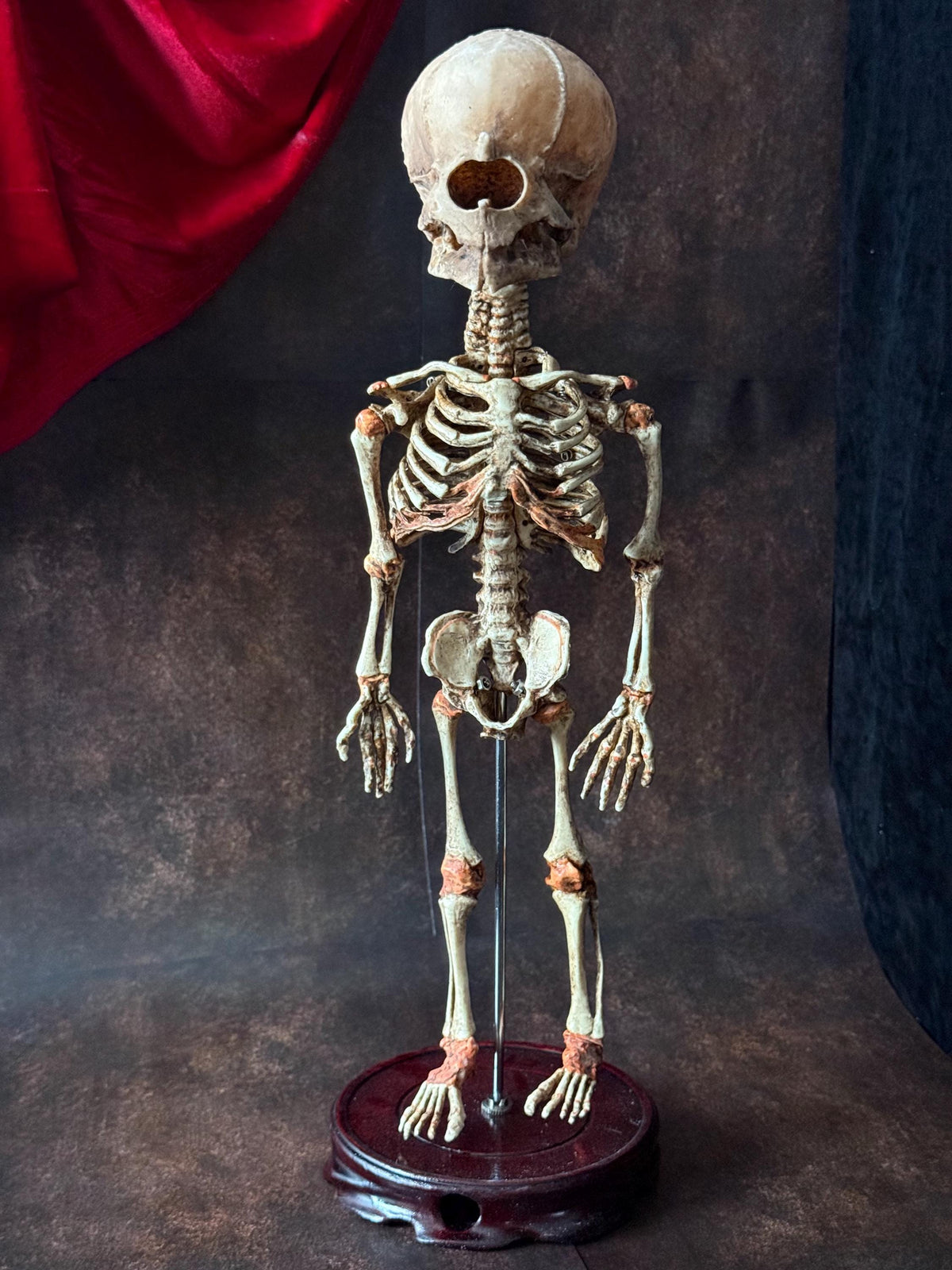 Cyclops Fetal Skeleton | Gothic Curiosity Specimen | Dark Oddities Decor