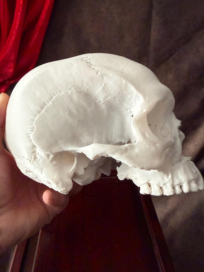 Battle Damaged Skull Replica w/ Axe Wound | Gothic Oddities Decor
