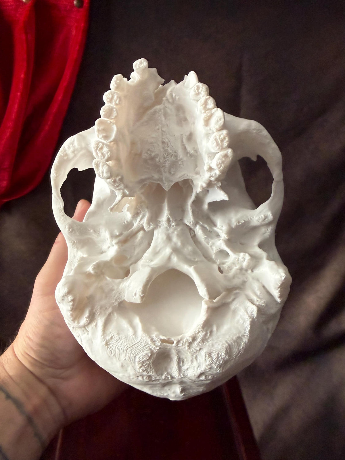 Battle Damaged Skull Replica w/ Axe Wound | Gothic Oddities Decor