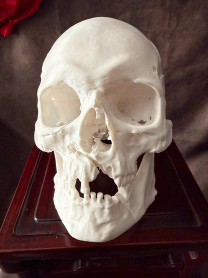 Battle Damaged Skull Replica w/ Axe Wound | Gothic Oddities Decor Bone White