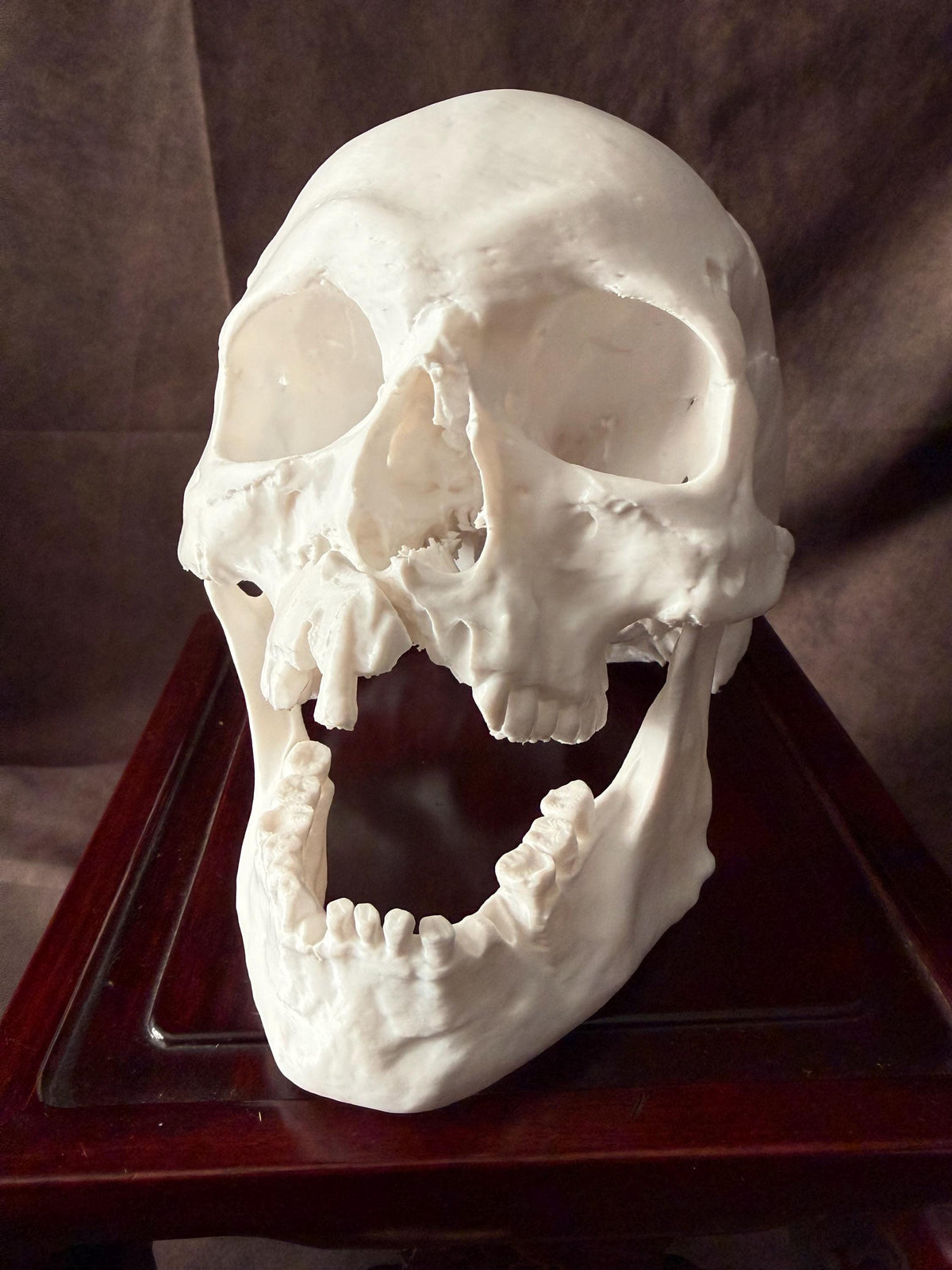 Battle Damaged Skull Replica w/ Axe Wound | Gothic Oddities Decor