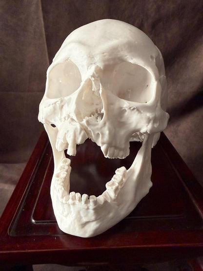 Battle Damaged Skull Replica w/ Axe Wound | Gothic Oddities Decor