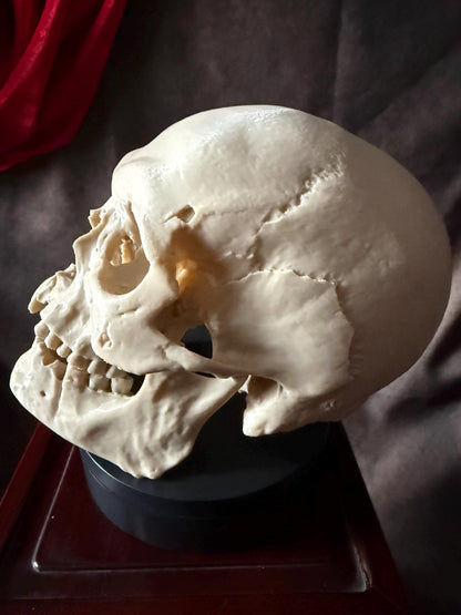 Battle Damaged Skull Replica w/ Axe Wound | Gothic Oddities Decor