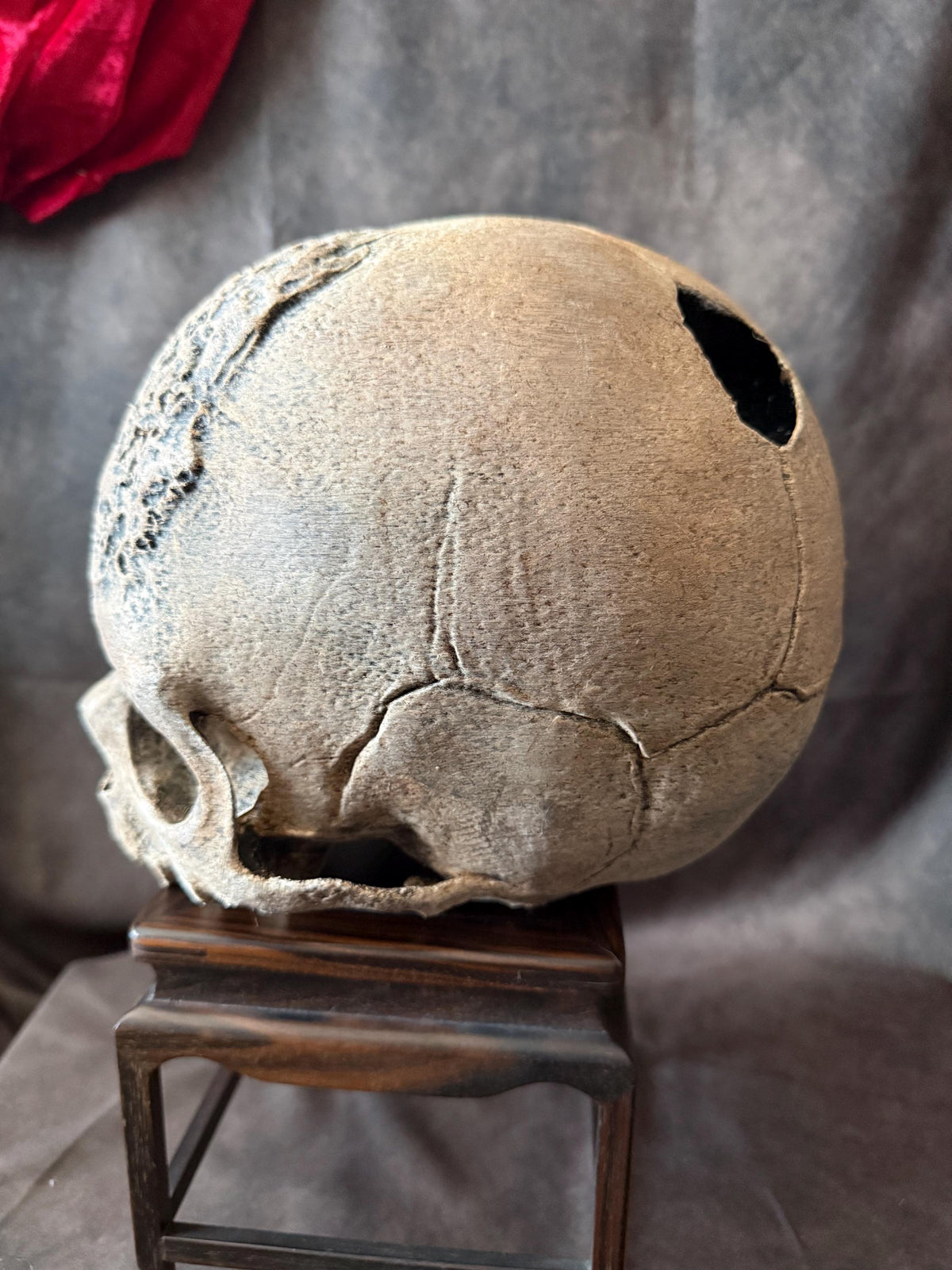 Syphillis Skull Replica | Pathological Medical Oddity Display (oversized)