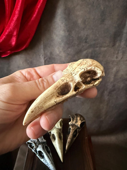 Crow skull Aged