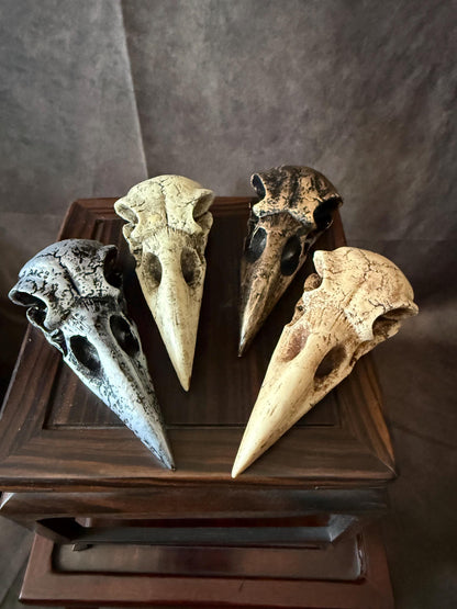 Crow skull