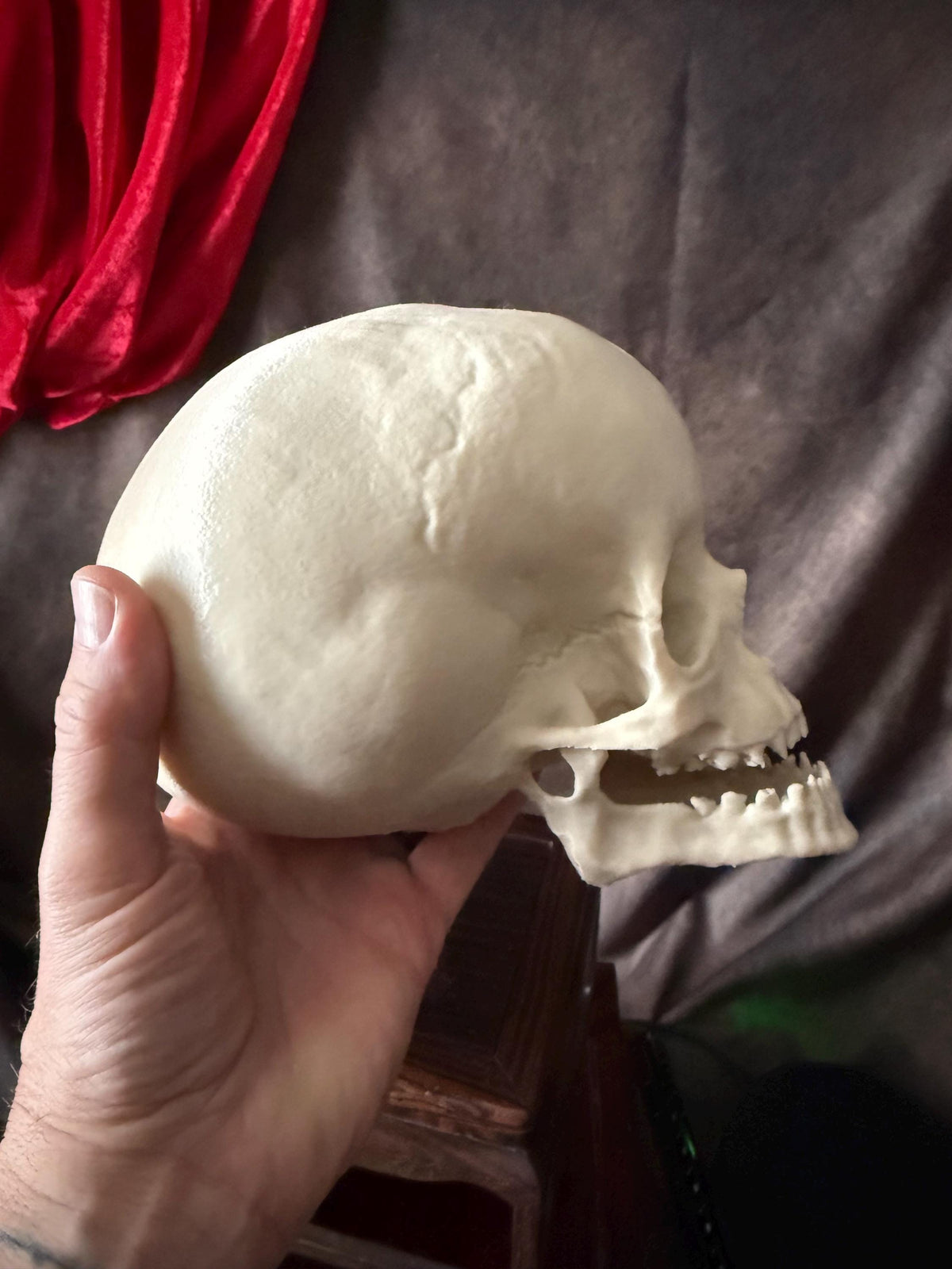 Hydrocephalus Skull child Replica | Gothic Medical Oddity Display
