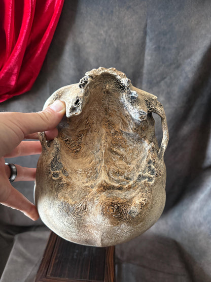 Syphillis Skull Replica | Pathological Medical Oddity Display (oversized)