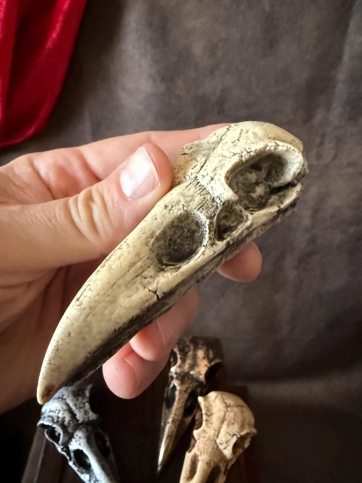 Crow skull