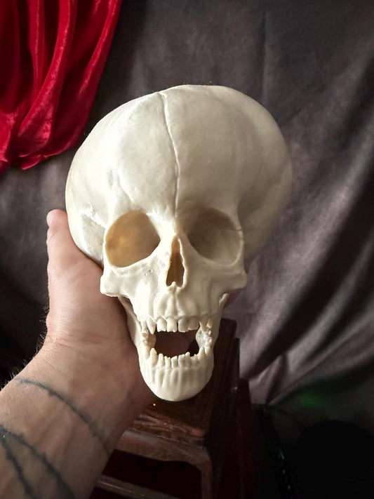 Hydrocephalus Skull child Replica | Gothic Medical Oddity Display