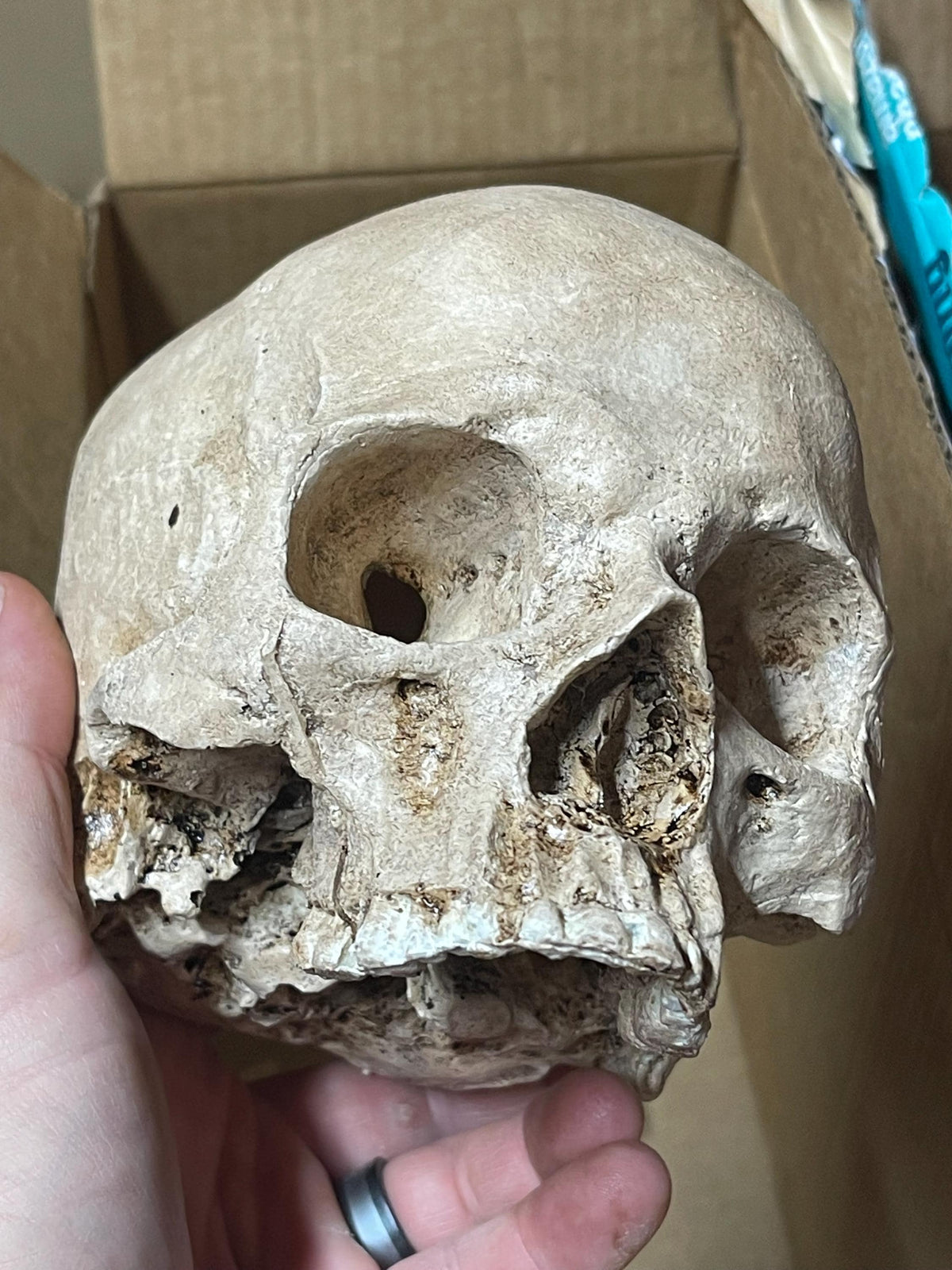 Human Skull Replica
