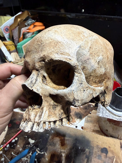 Human Skull Replica