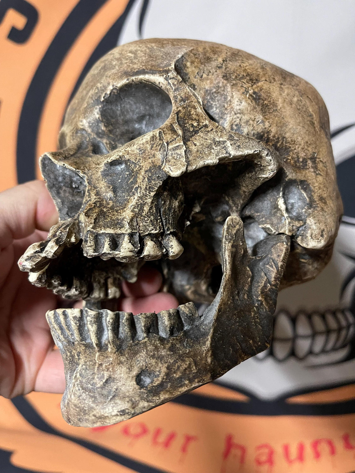 Human Skull Replica