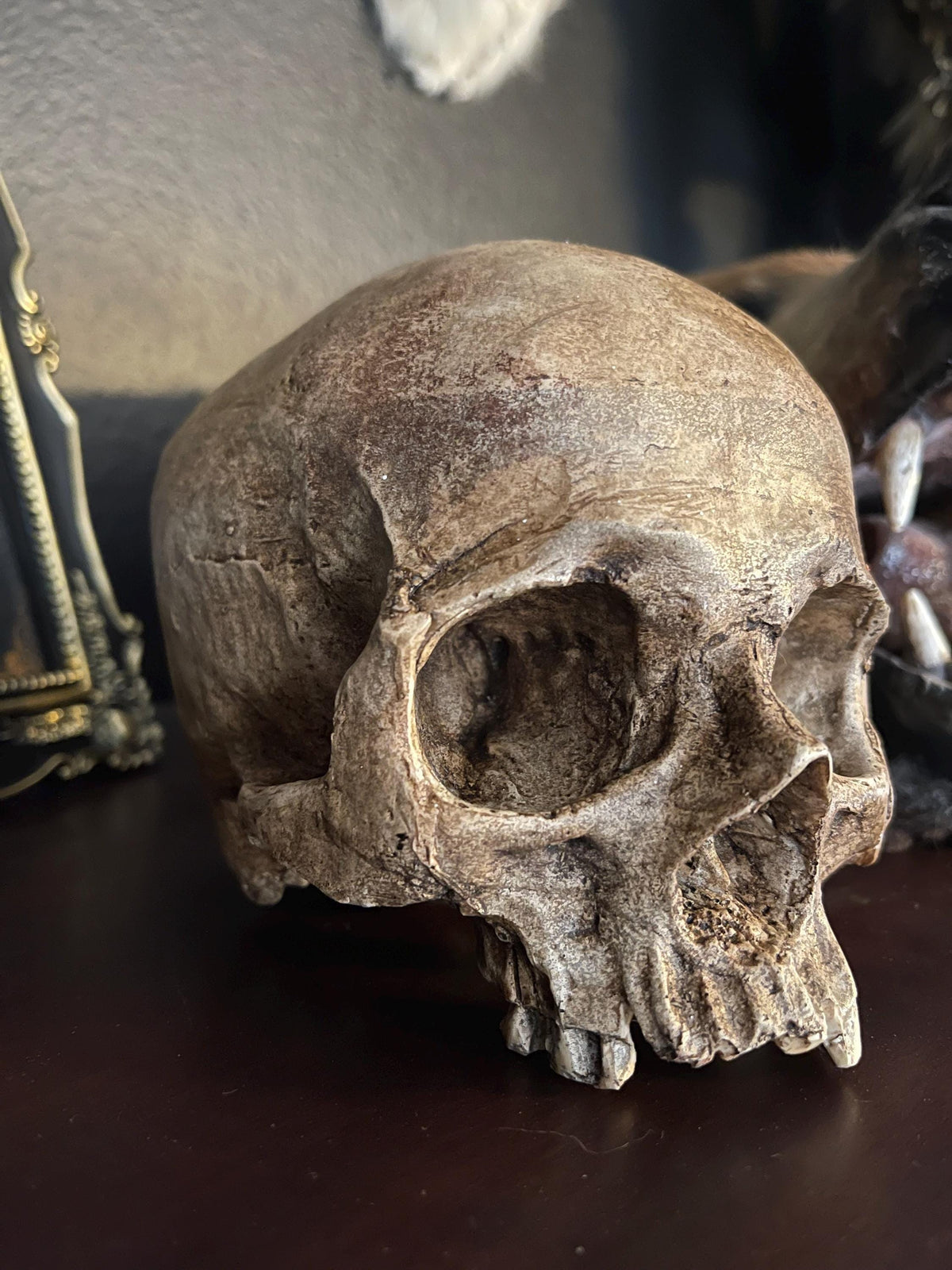 Human Skull Replica Top missing teeth
