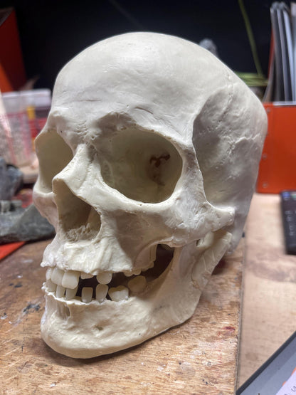 Human Skull Replica Paint w resin teeth