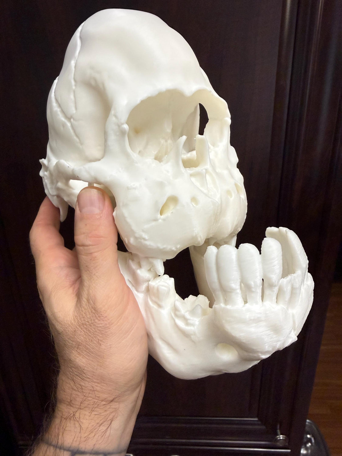 Cyclops Calf Skull Replica, One Eyed Oddity, Gothic Curiosity Decor, Macabre Anatomy, Horror Display