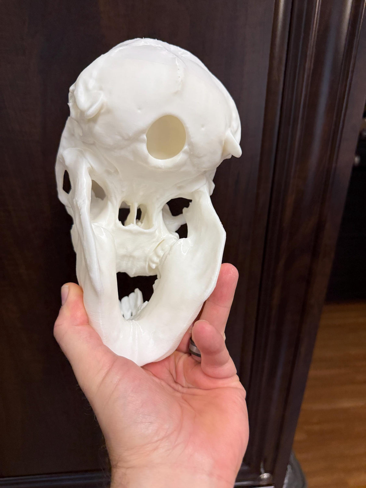 Cyclops Calf Skull Replica, One Eyed Oddity, Gothic Curiosity Decor, Macabre Anatomy, Horror Display