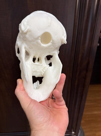 Cyclops Calf Skull Replica, One Eyed Oddity, Gothic Curiosity Decor, Macabre Anatomy, Horror Display