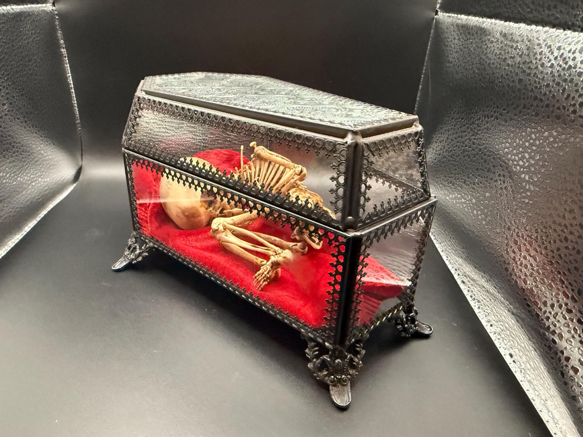 The Waiting Womb – Creepy Curiosity with Fetal Skeleton Replica in glass coffin