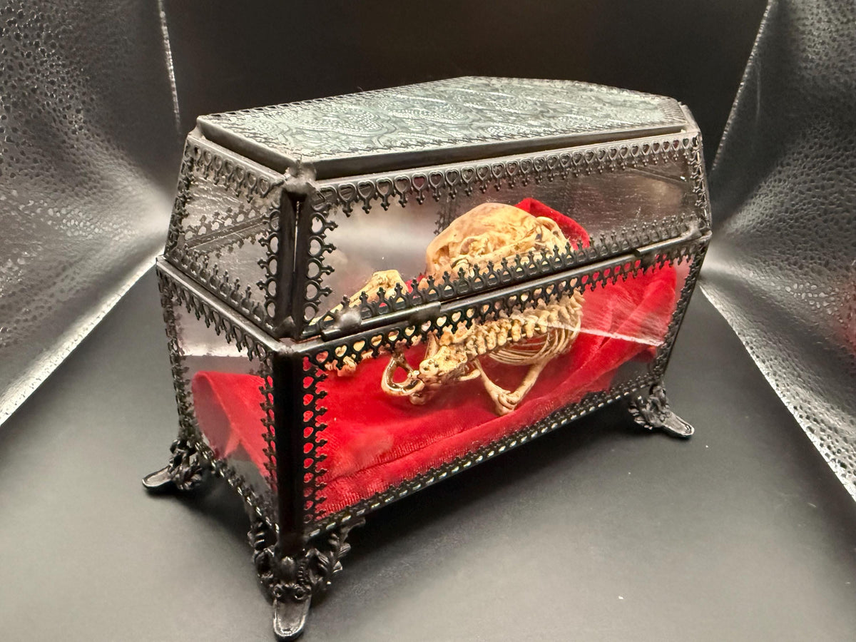 The Waiting Womb – Creepy Curiosity with Fetal Skeleton Replica in glass coffin