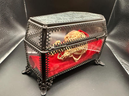 The Waiting Womb – Creepy Curiosity with Fetal Skeleton Replica in glass coffin