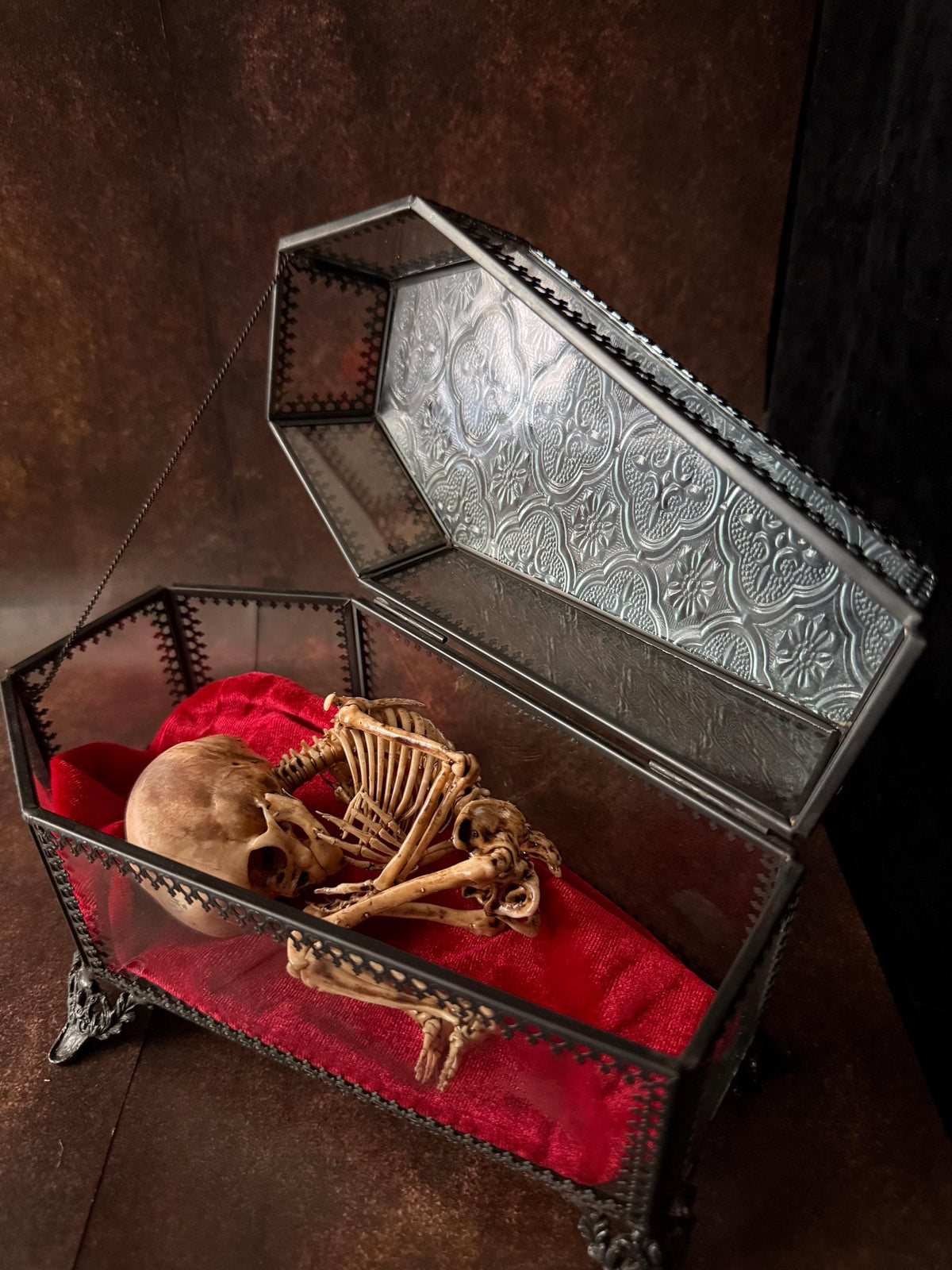 The Waiting Womb – Creepy Curiosity with Fetal Skeleton Replica in glass coffin