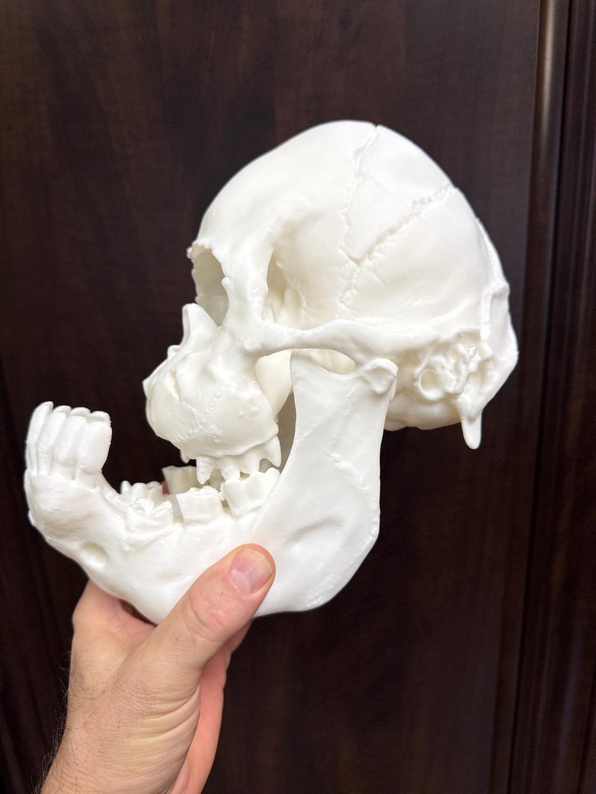 Cyclops Calf Skull Replica, One Eyed Oddity, Gothic Curiosity Decor, Macabre Anatomy, Horror Display Unpainted