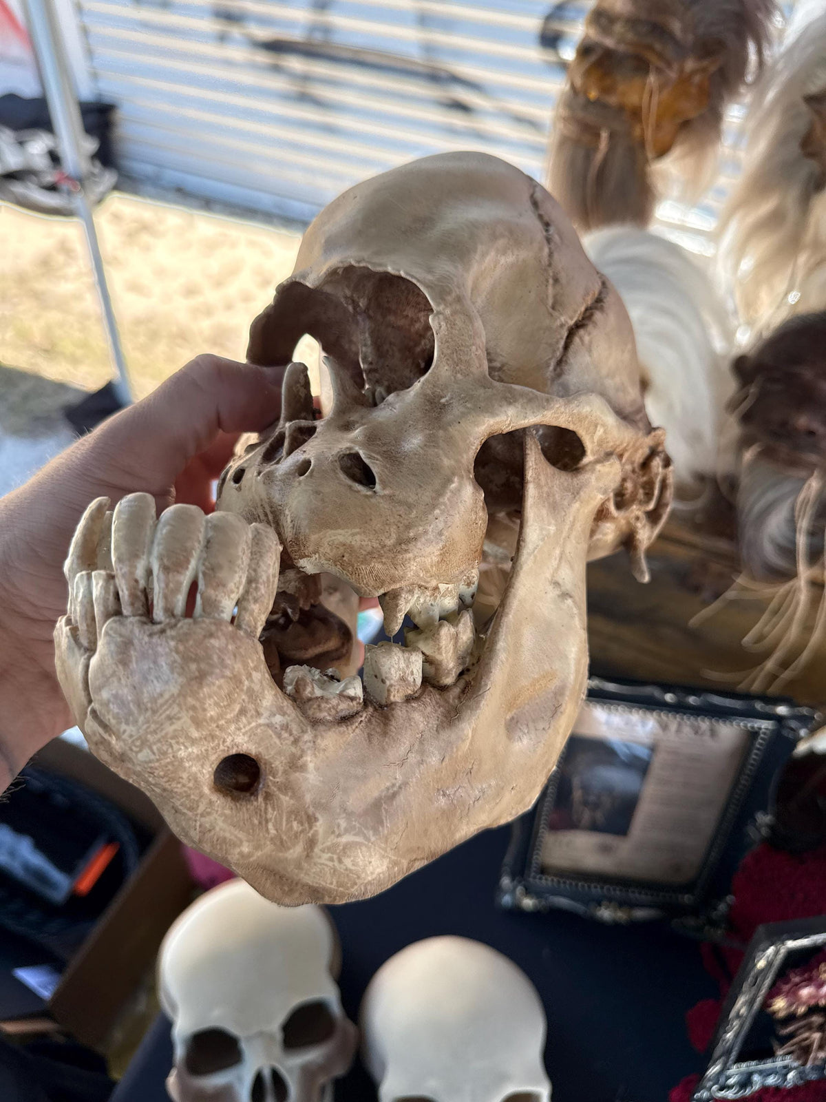 Cyclops Calf Skull Replica, One Eyed Oddity, Gothic Curiosity Decor, Macabre Anatomy, Horror Display Painted