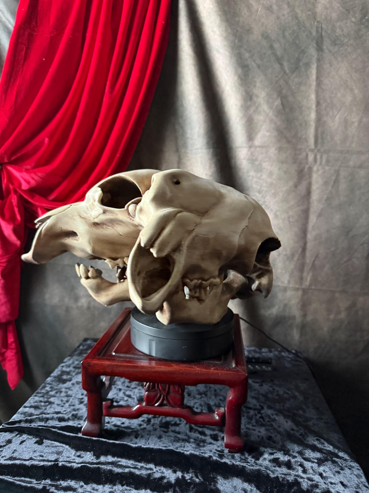 Conjoined Cow Skull Replica Gothic Oddity Decor Double Skull Curiosity Cabinet Macabre Halloween Display