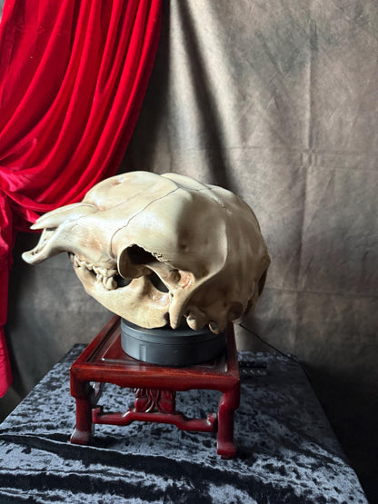 Conjoined Cow Skull Replica Gothic Oddity Decor Double Skull Curiosity Cabinet Macabre Halloween Display