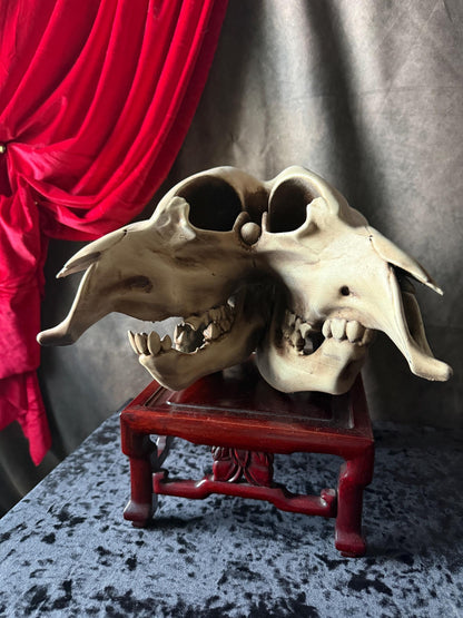 Conjoined Cow Skull Replica Gothic Oddity Decor Double Skull Curiosity Cabinet Macabre Halloween Display