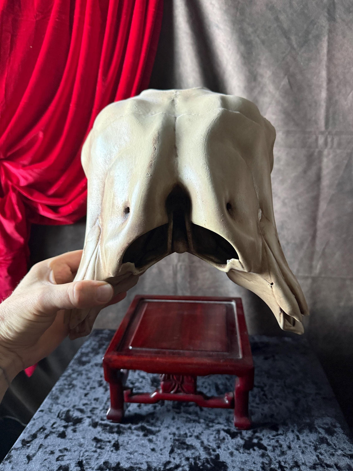 Conjoined Cow Skull Replica Gothic Oddity Decor Double Skull Curiosity Cabinet Macabre Halloween Display
