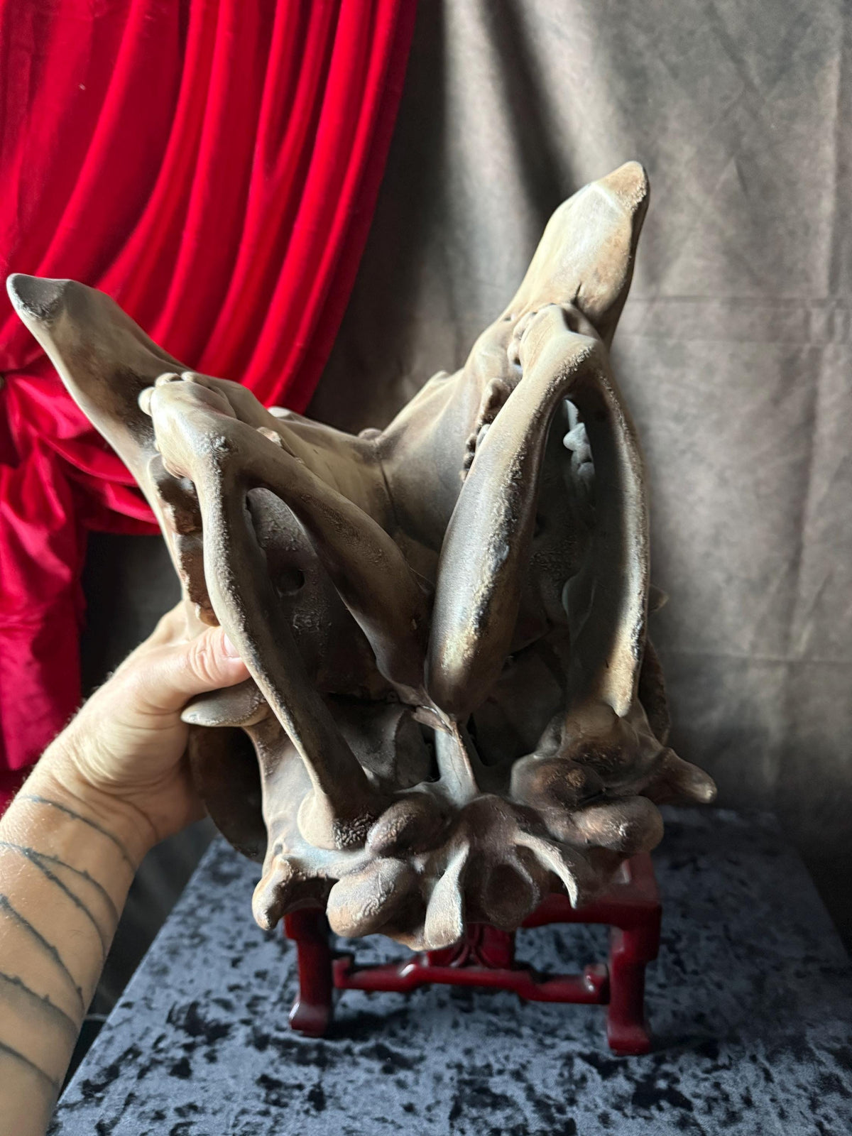 Conjoined Cow Skull Replica Gothic Oddity Decor Double Skull Curiosity Cabinet Macabre Halloween Display