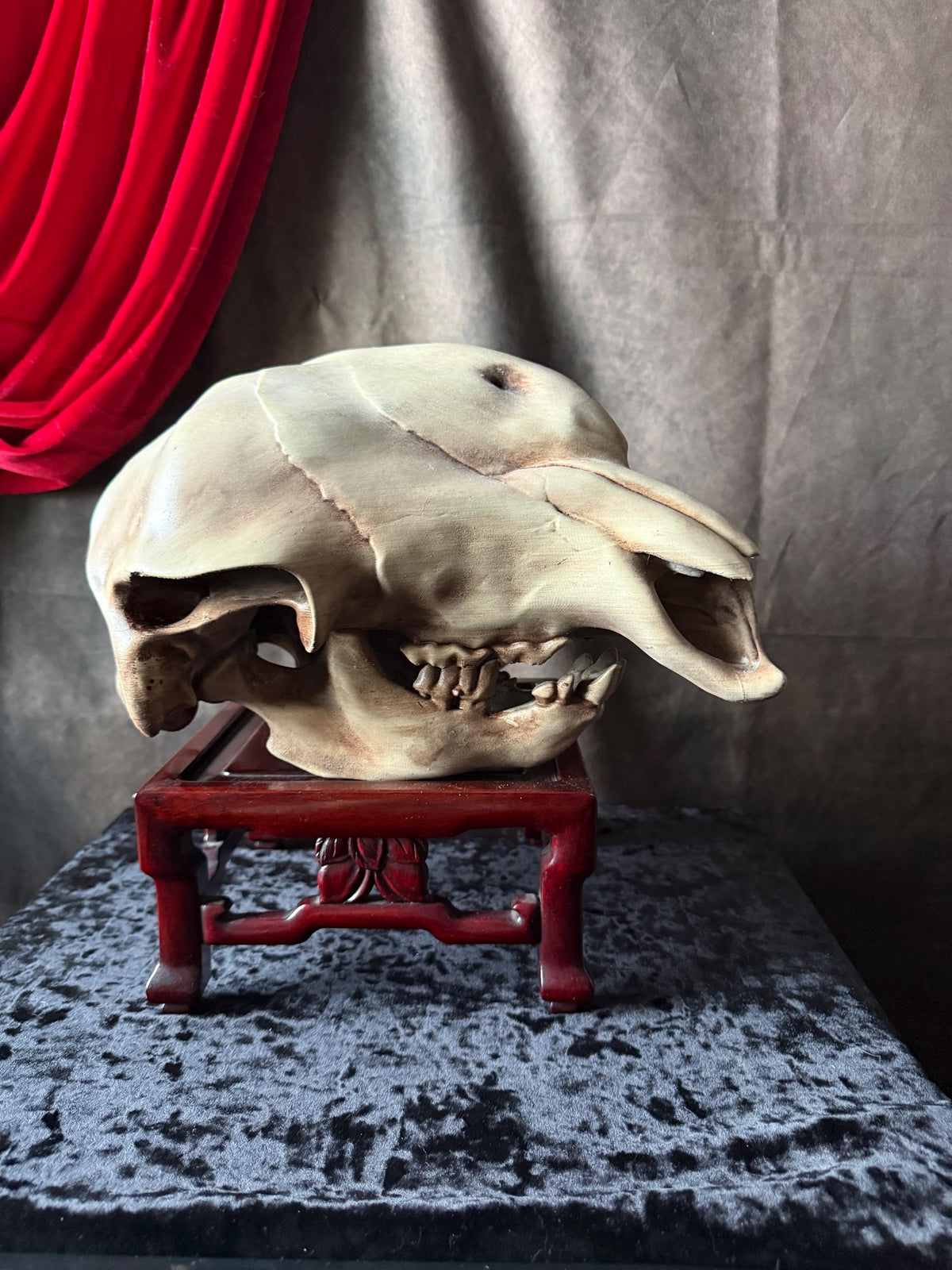Conjoined Cow Skull Replica Gothic Oddity Decor Double Skull Curiosity Cabinet Macabre Halloween Display