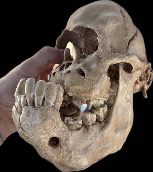 Cyclops Calf Skull Replica, One Eyed Oddity, Gothic Curiosity Decor, Macabre Anatomy, Horror Display