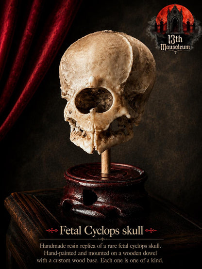 Cyclops Fetal Skull Specimen | Gothic Oddities Display | Cabinet of Curiosities Decor
