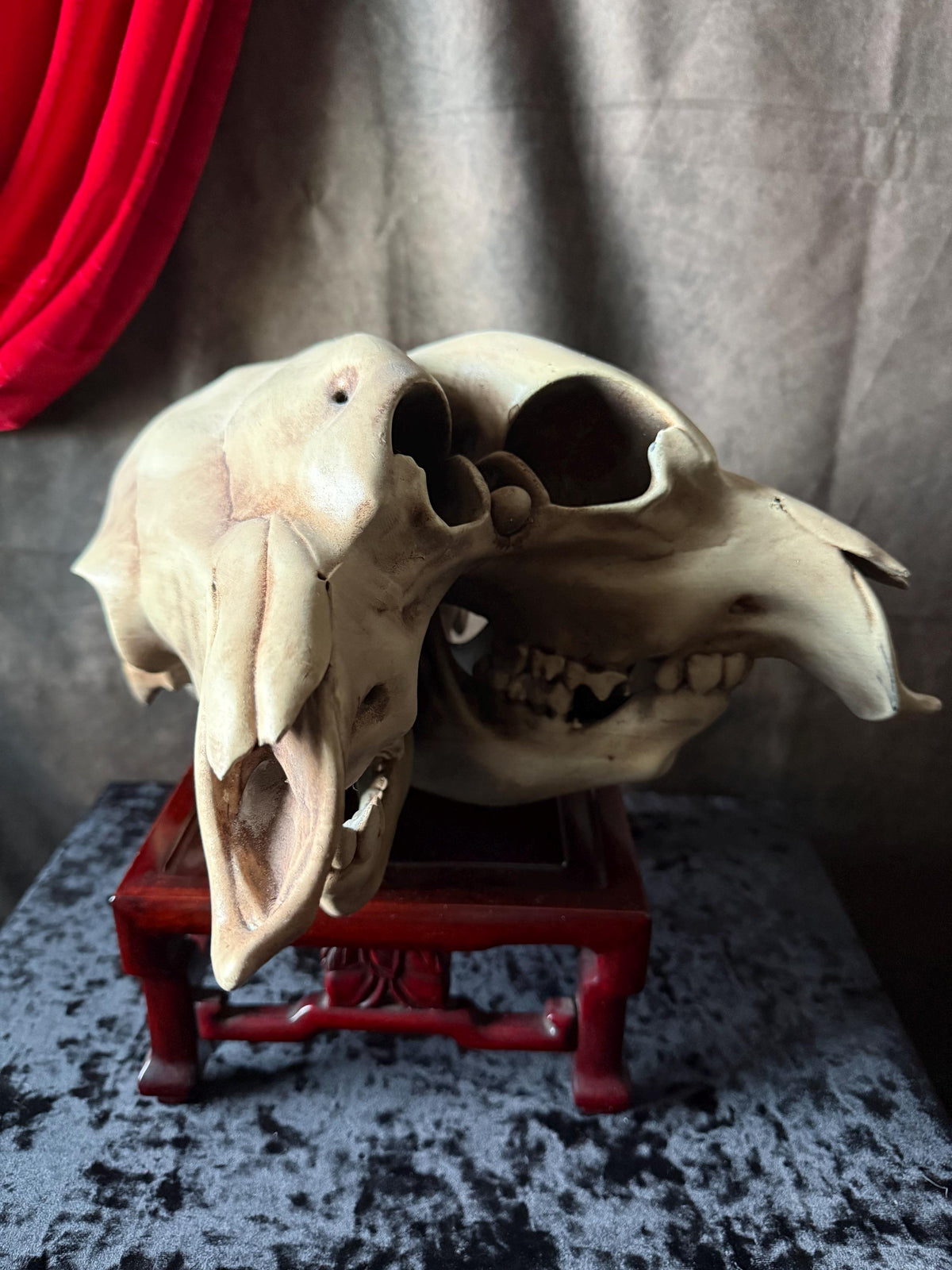 Conjoined Cow Skull Replica Gothic Oddity Decor Double Skull Curiosity Cabinet Macabre Halloween Display