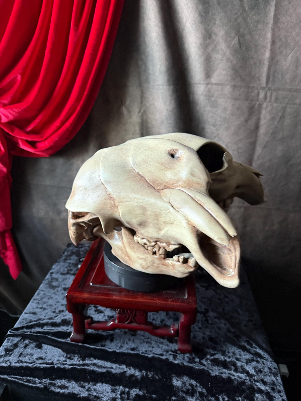 Conjoined Cow Skull Replica Gothic Oddity Decor Double Skull Curiosity Cabinet Macabre Halloween Display