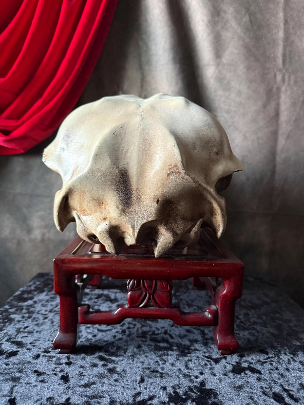 Conjoined Cow Skull Replica Gothic Oddity Decor Double Skull Curiosity Cabinet Macabre Halloween Display