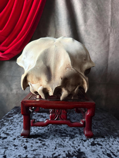 Conjoined Cow Skull Replica Gothic Oddity Decor Double Skull Curiosity Cabinet Macabre Halloween Display
