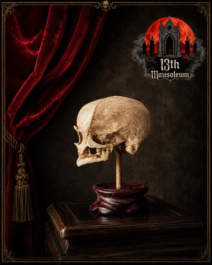 Cyclops Fetal Skull Specimen | Gothic Oddities Display | Cabinet of Curiosities Decor