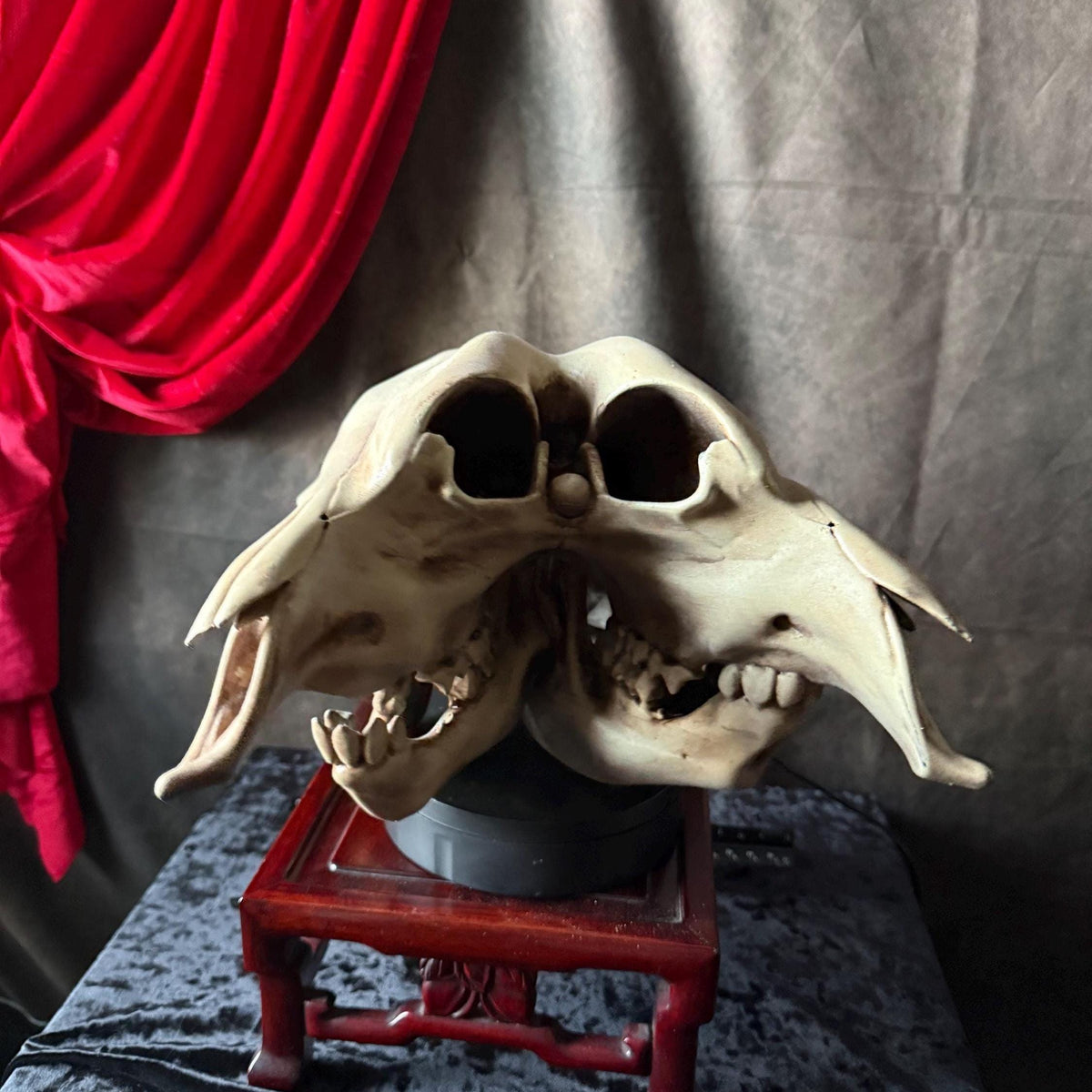 Conjoined Cow Skull Replica Gothic Oddity Decor Double Skull Curiosity Cabinet Macabre Halloween Display