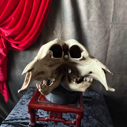 Conjoined Cow Skull Replica Gothic Oddity Decor Double Skull Curiosity Cabinet Macabre Halloween Display