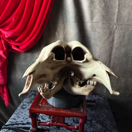 Conjoined Cow Skull Replica Gothic Oddity Decor Double Skull Curiosity Cabinet Macabre Halloween Display