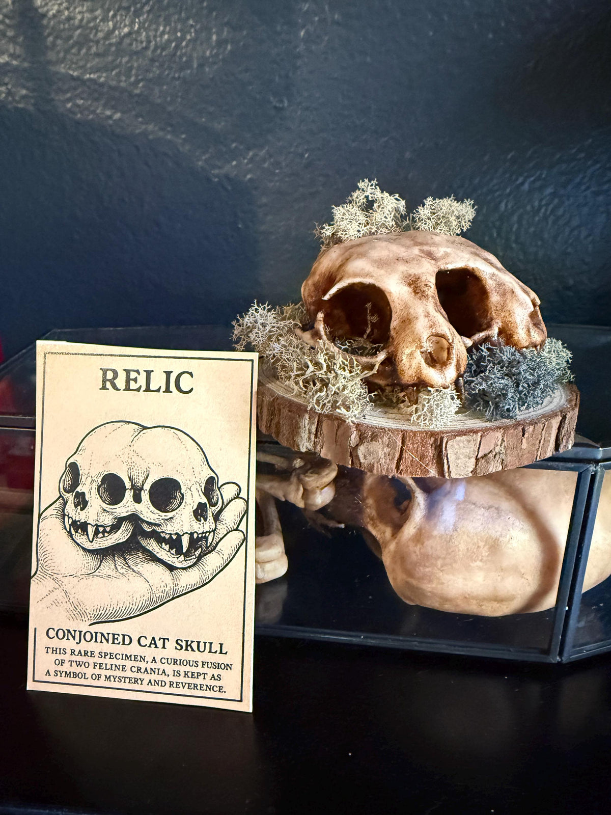 Conjoined Cat Skull for Curiosity Cabinet Ornate