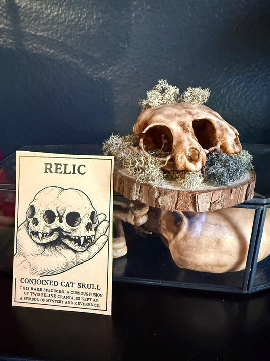 Conjoined Cat Skull for Curiosity Cabinet Ornate