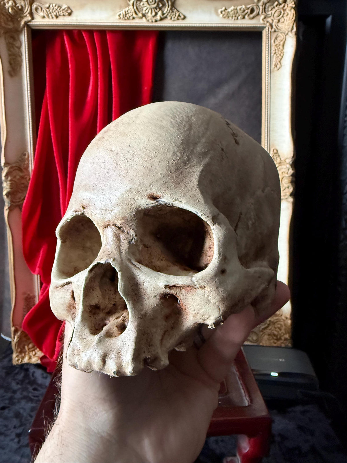 Juvenile Human Skull Replica | Anatomical Skull Reproduction | Gothic Oddity Decor | Curiosity Cabinet Display | Handmade Aged bone